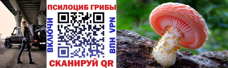 Псилоцибиновые грибы Psilocybine cubensis  Высоковск 